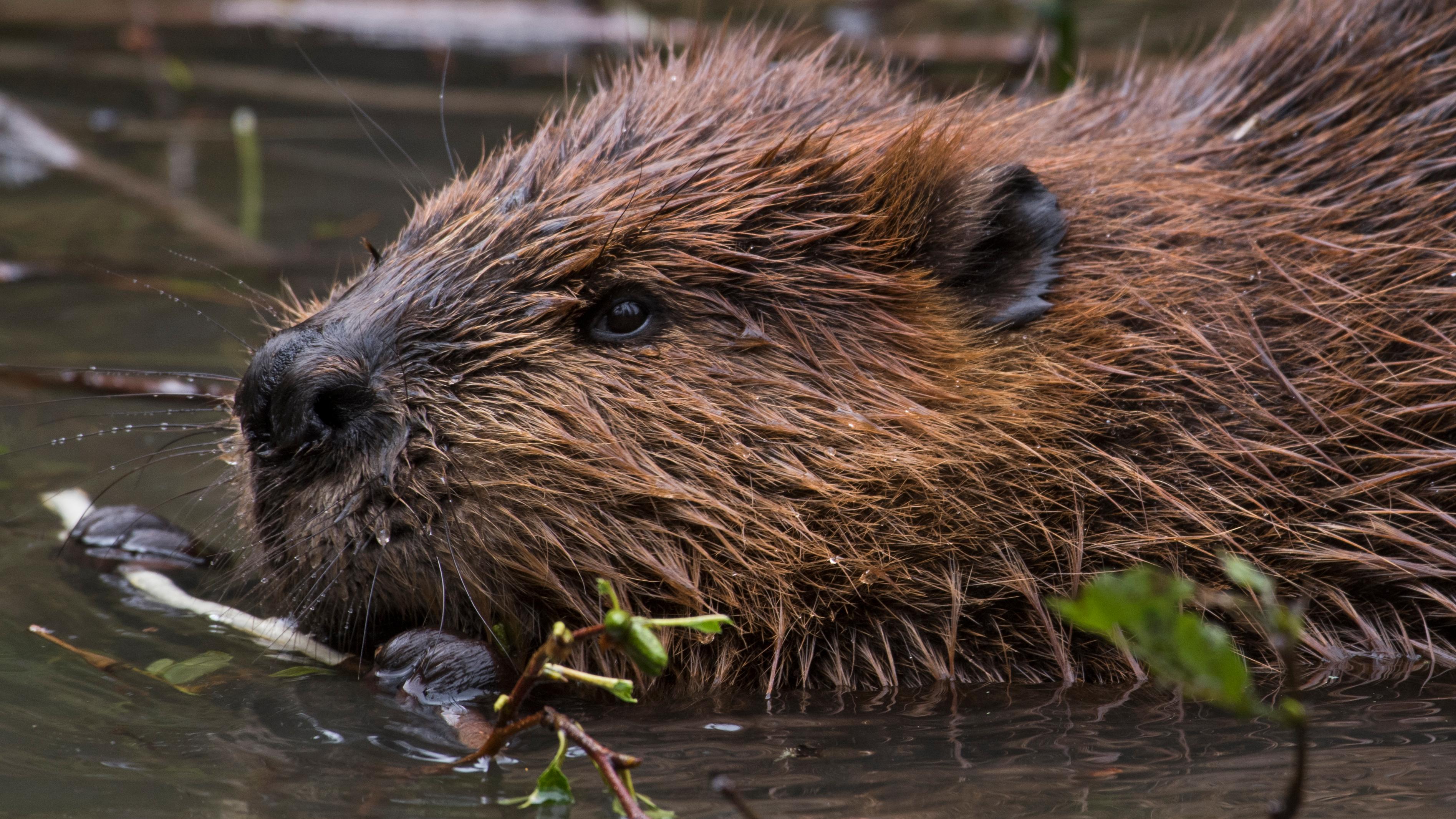 a beaver chewing on a twig