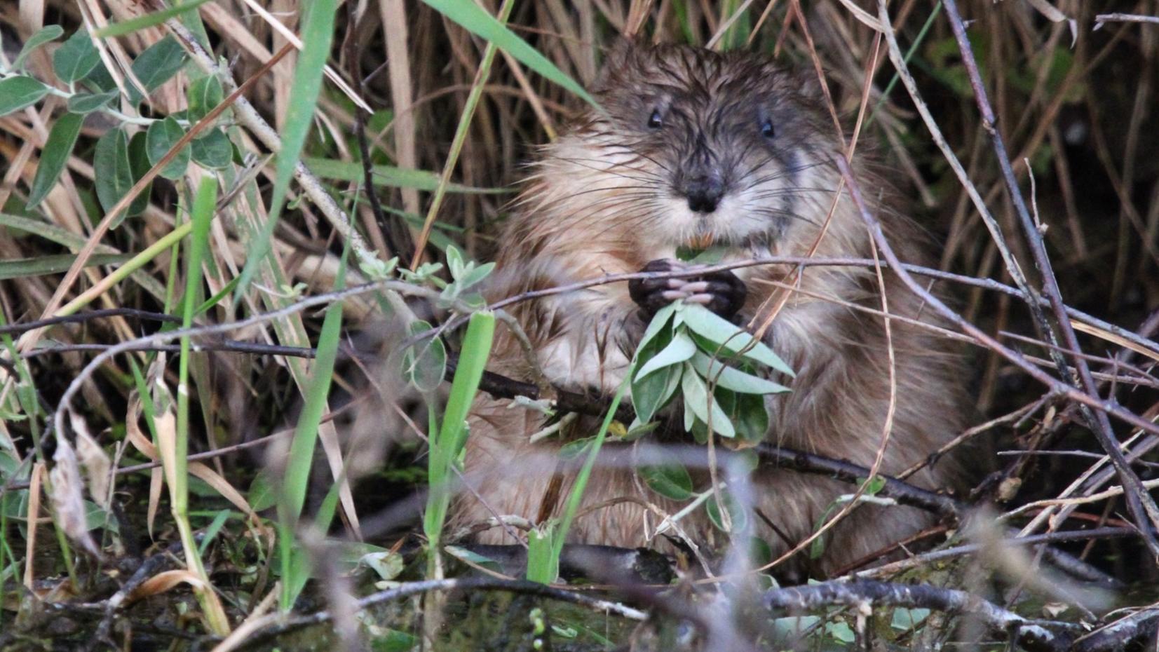 A small brown furry animal is looking directly at you from the edge of tall grasses with its front p