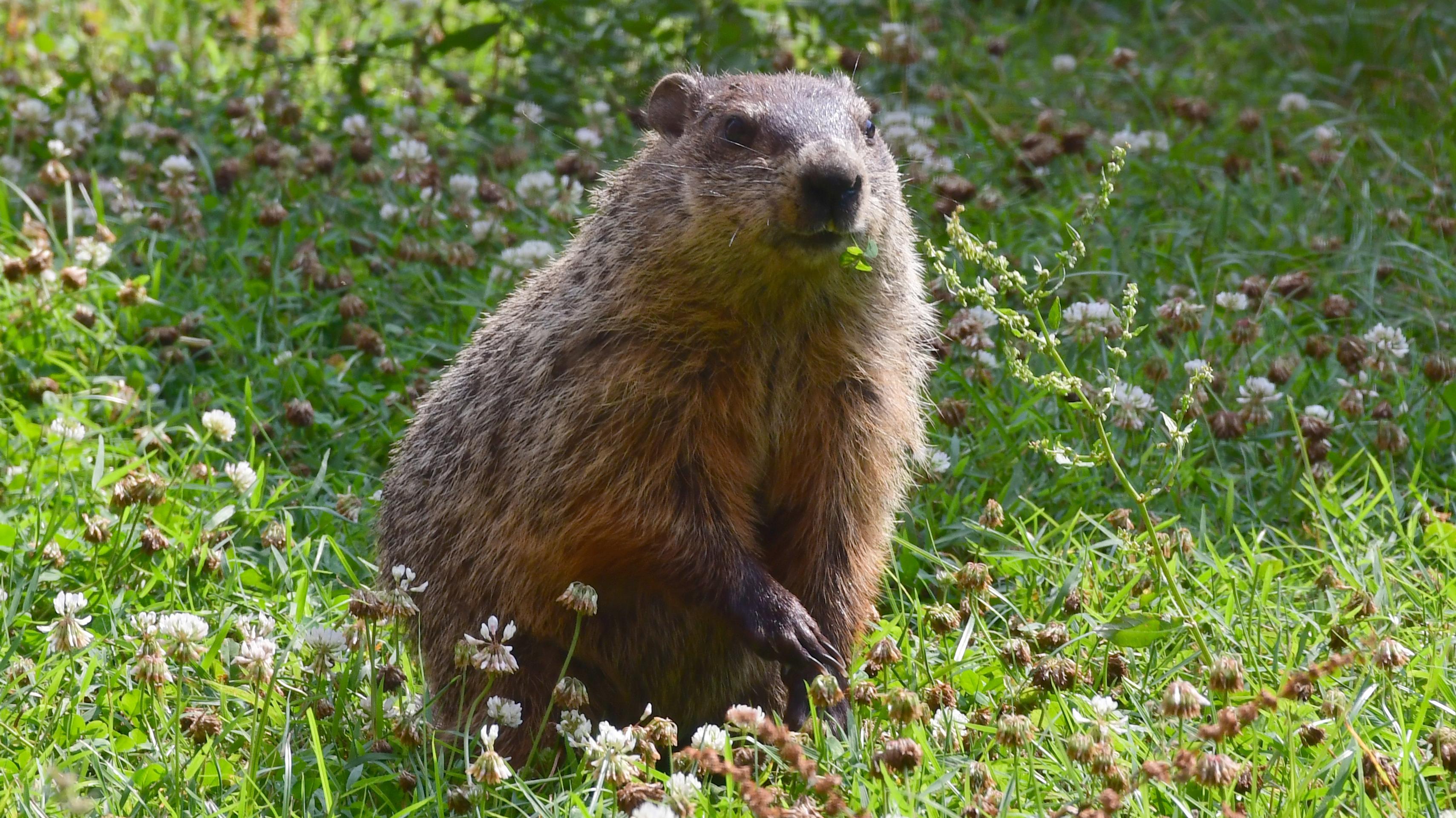 A brown groundhog sits in green clover and grass eating. A piece of clover is in his mouth.