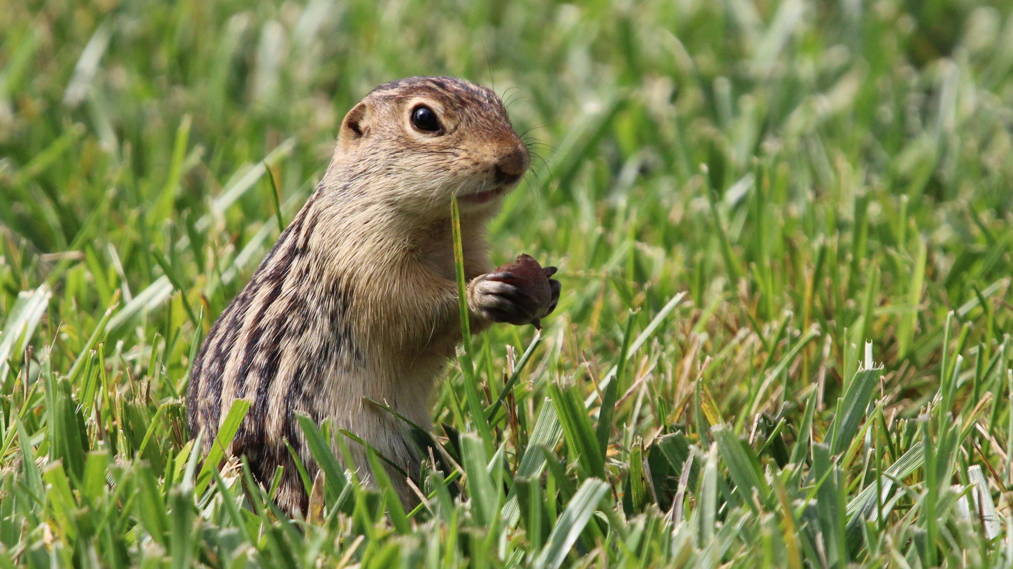 A small rodent with alternating dark and light brown stripes along the body standing on its hind leg