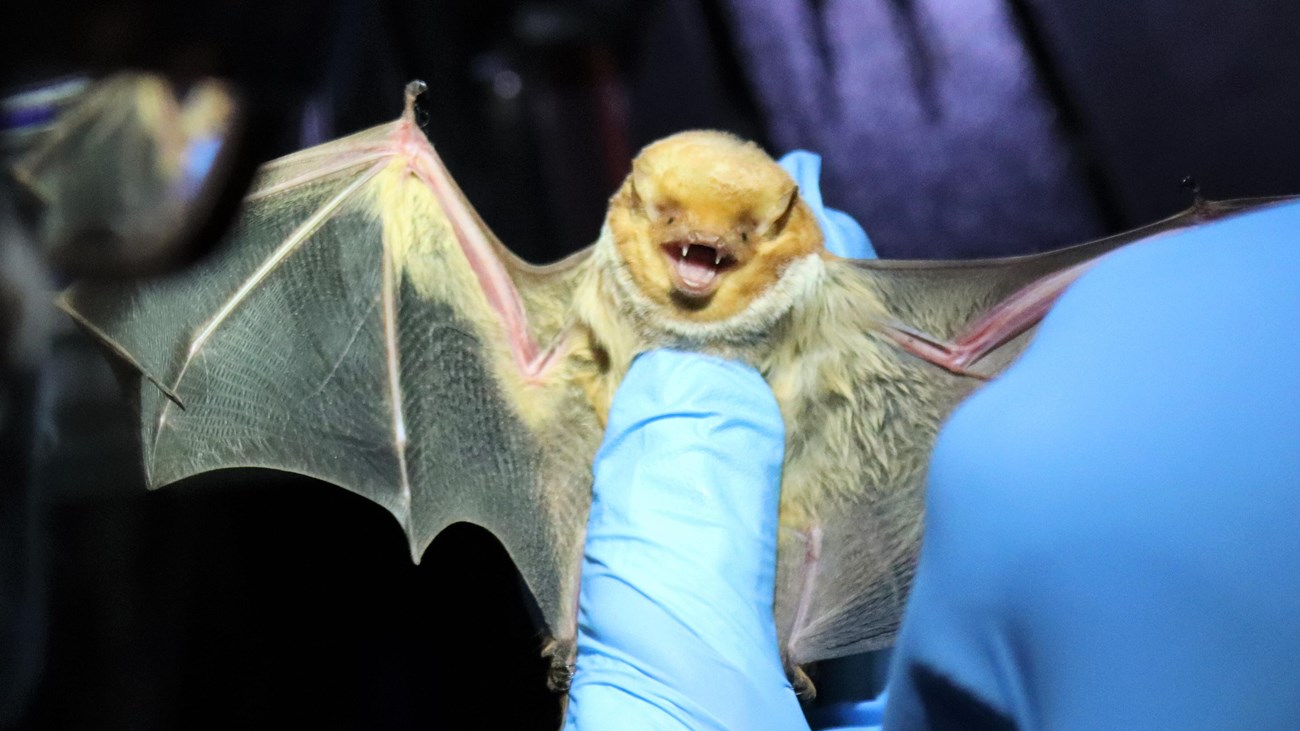 A researcher wearing blue gloves examining a smiling reddish bat. The bat has its mouth open, showin