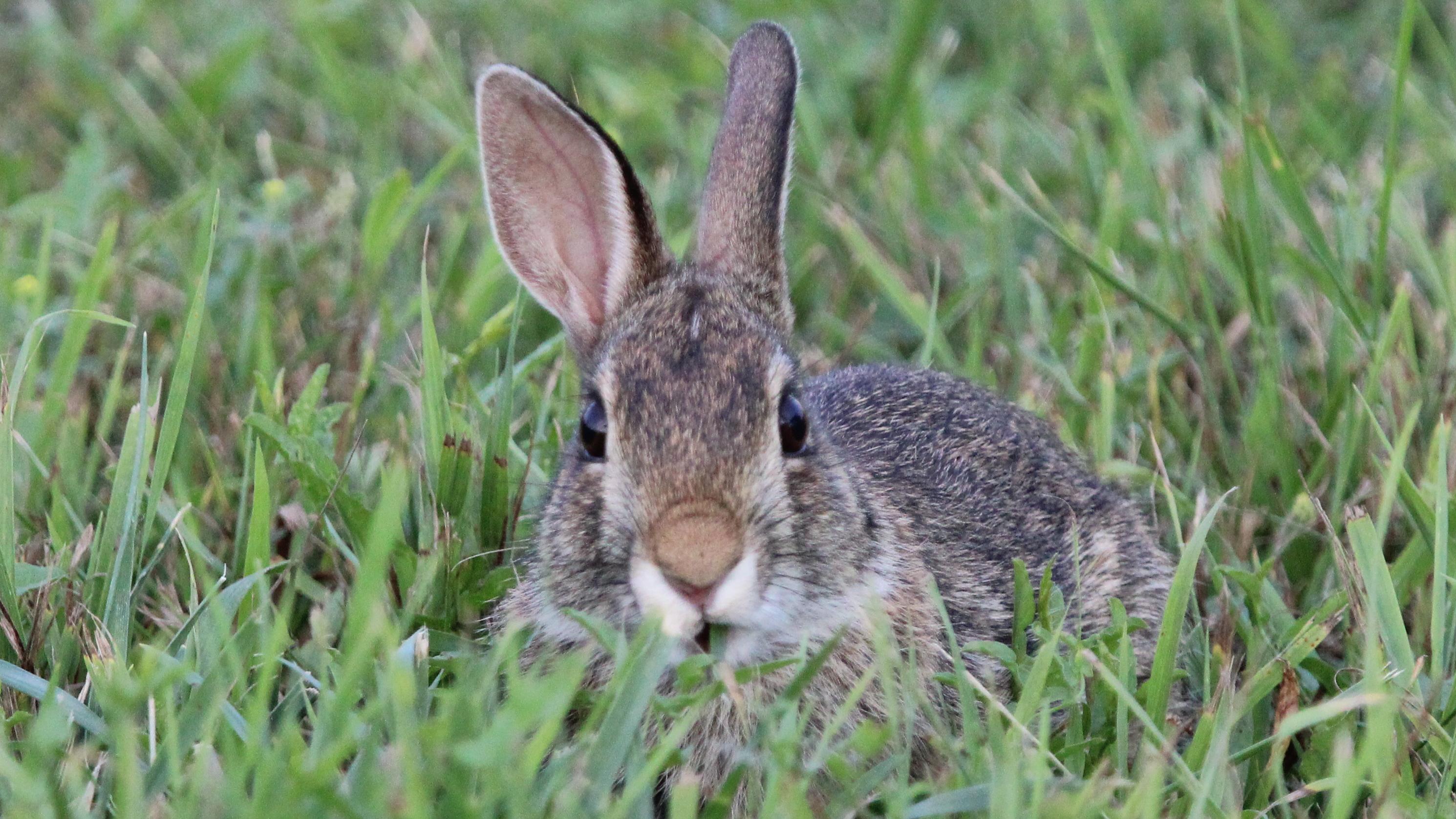 a rabbit sits in a grassy field and look head on at the camera