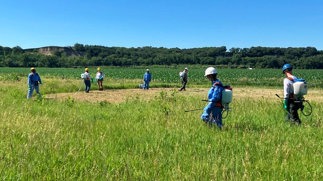 A groups of people wearing tyvec suits walk through a grassy field. Some carry backpack sprayers.