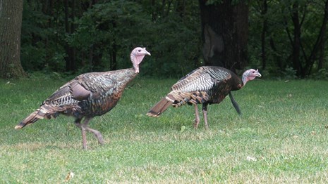 Two turkeys in the MNRR. 