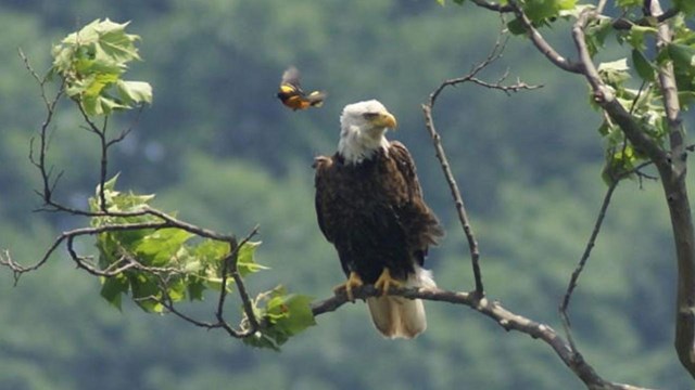 Baltimore Oriole flying near a Bald Eagle resting on a branch. 