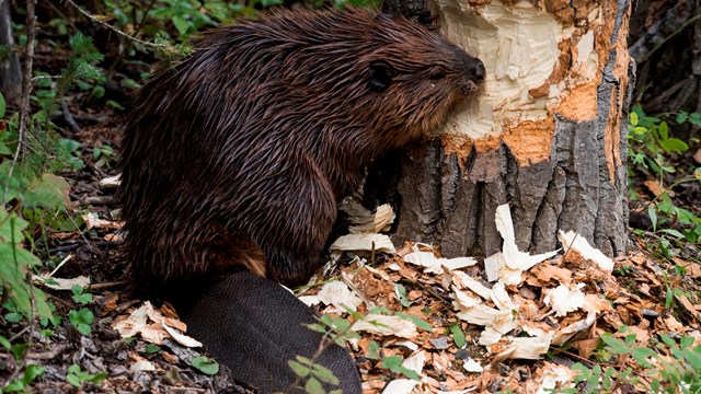 a beaver surrounded by wood chips, chewing on a tree