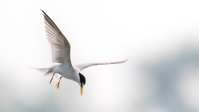 a white bird with a black head and sharp wings flies and prepares to dive down