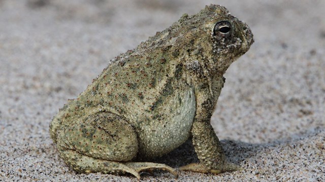 A toad sits facing to the right with its hind legs tucked under its hind end and front legs holding 