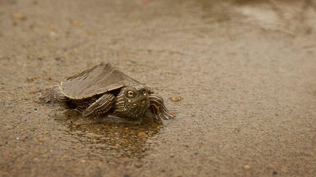 a small turtle steps across a sandy wet surface