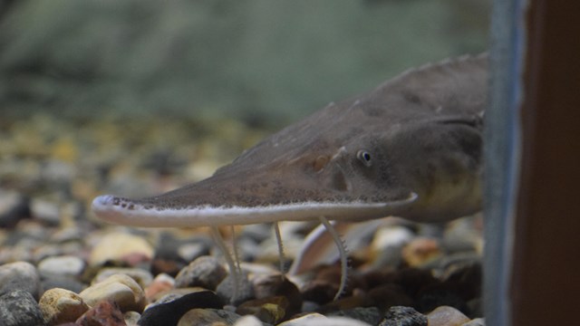a fish in an aquarium with rocks on the bottom