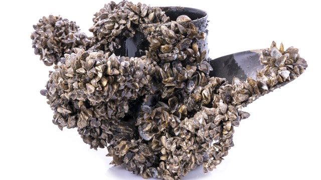 A boat propeller entirely covered by small mussels that have latched onto it.