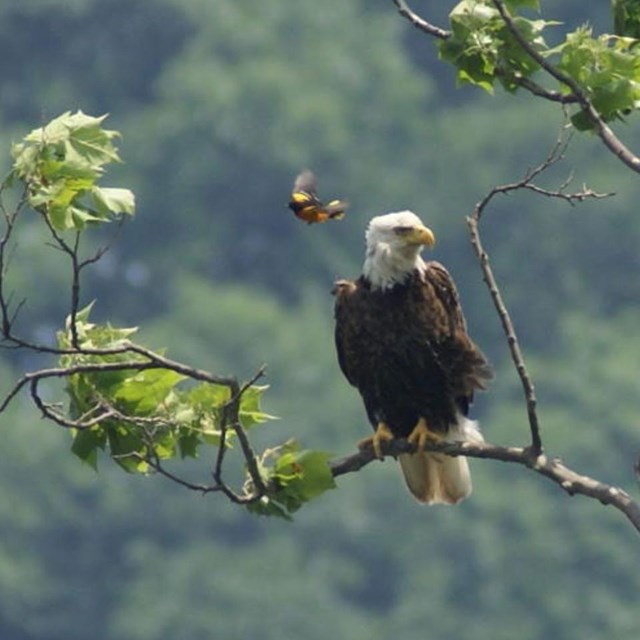 Baltimore Oriole flying near a Bald Eagle resting on a branch. 