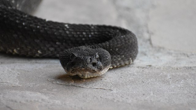 A picture of an Arizona Black Rattlesnake