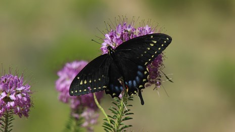 Black Swallowtail Butterfly on a Flower