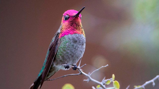 Anna's hummingbird