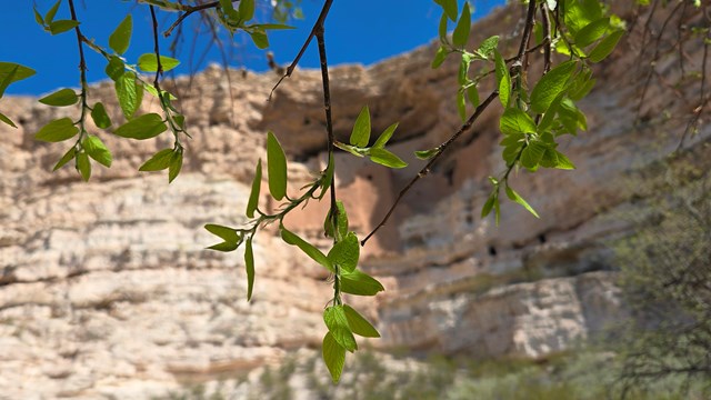 a tree branch with a few green berries and a cliff dwelling visible in the background