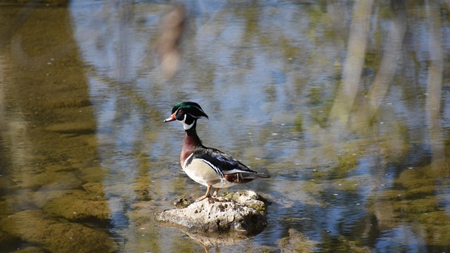 a brightly colored male wood duck on a rock next to a creek
