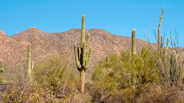several saguaro cacti with mountains in the background