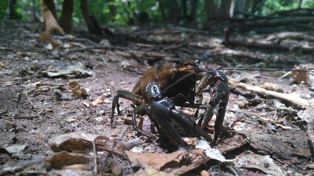 A picture of a Crayfish