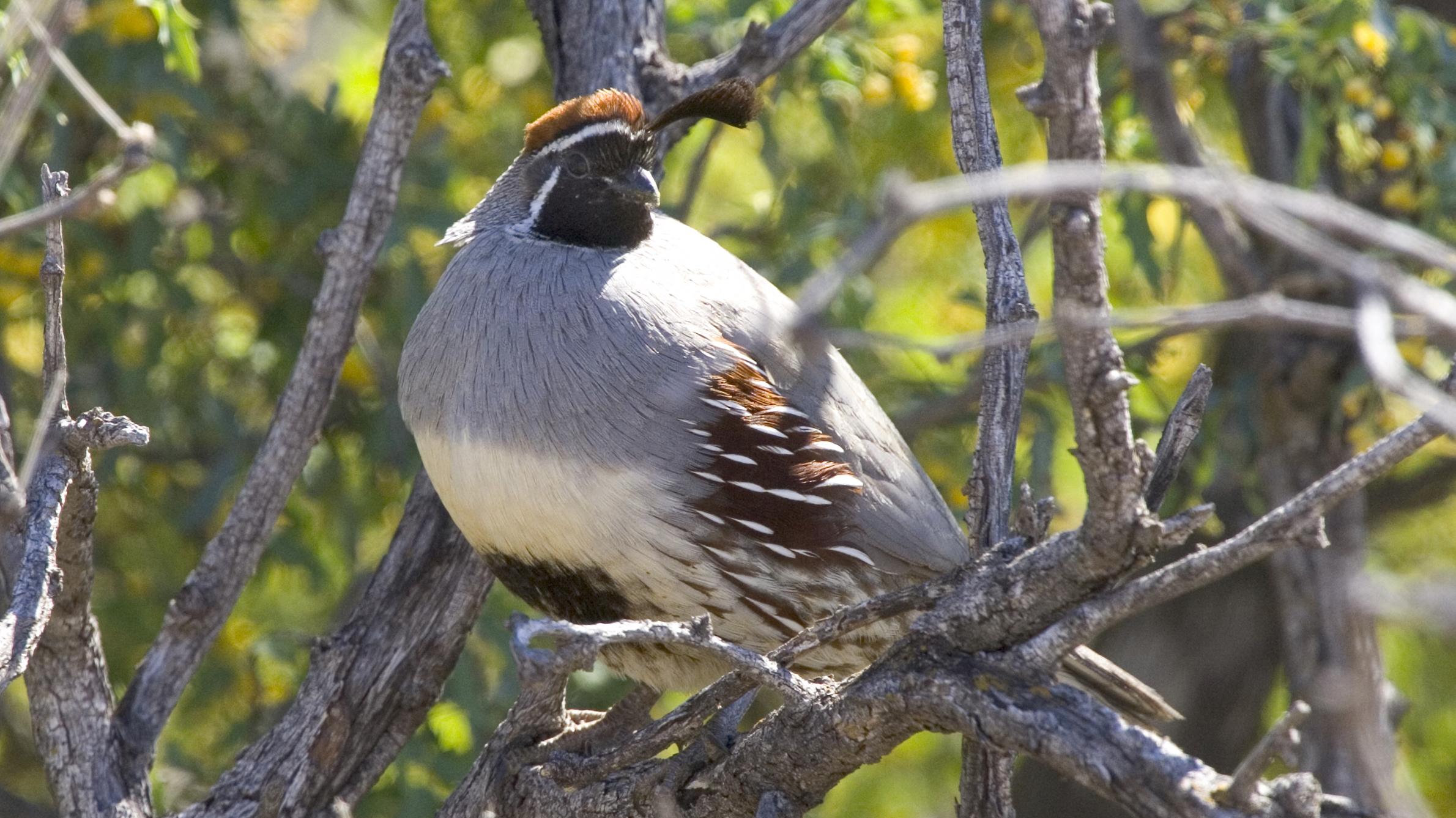 a gray and brown quail perched in a tree