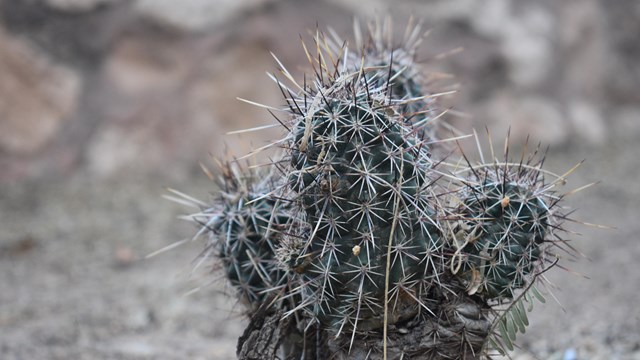 Hedgehog Cactus