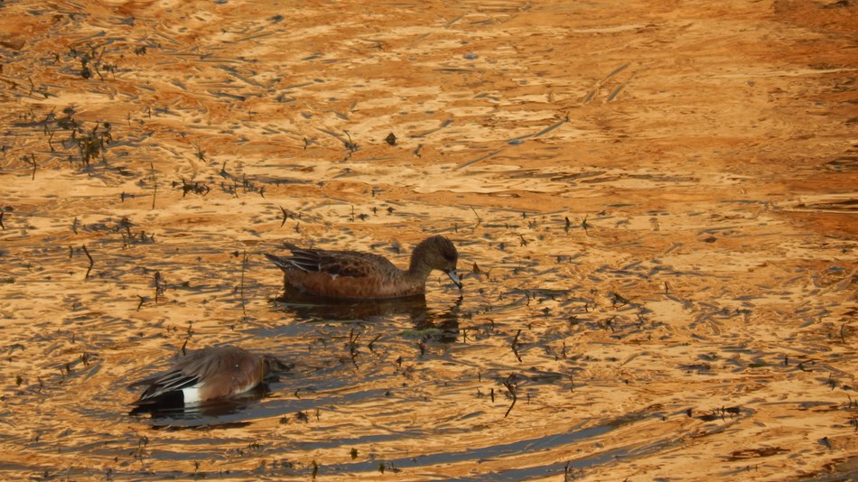 Two ducks floating in Montezuma Well