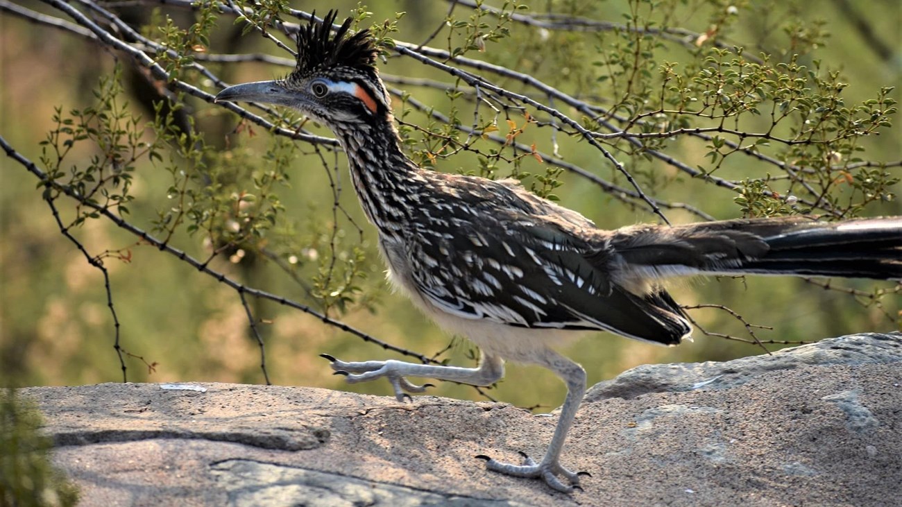 A picture of a Road Runner