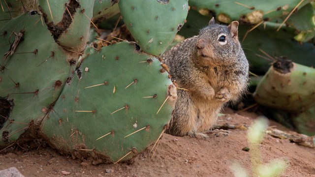 A picture of a rock squirrel