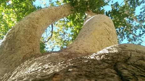 An Arizona sycamore tree