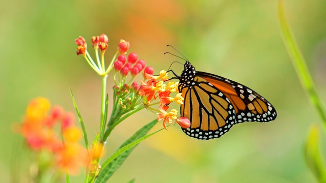 Monarch Butterfly (Image: Patrick Burkhart)