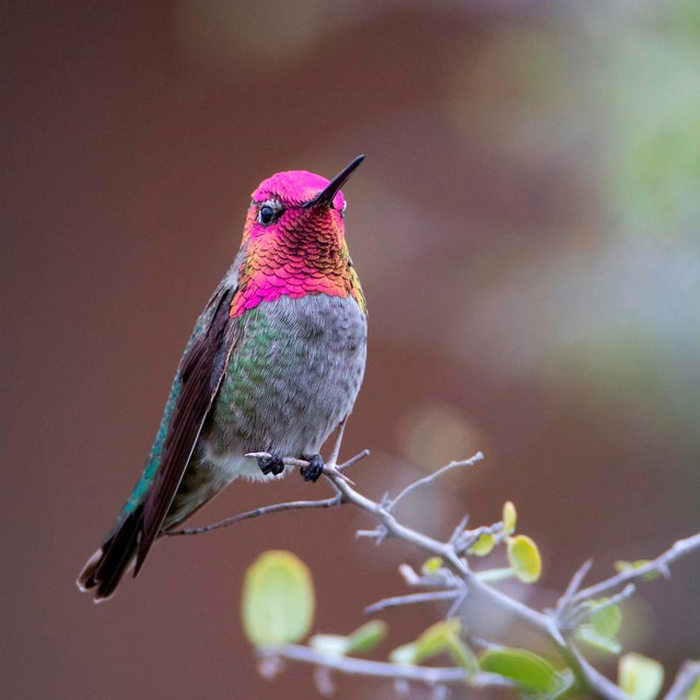 Anna's hummingbird
