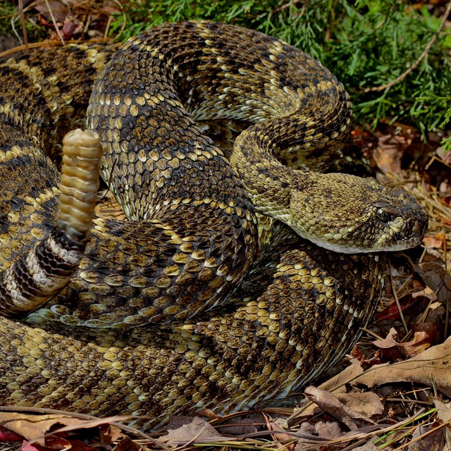 A picture of a Diamondback Rattlesnake