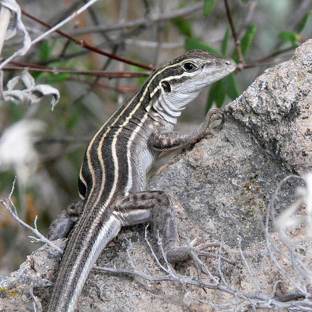 A picture of a Whiptail Lizard