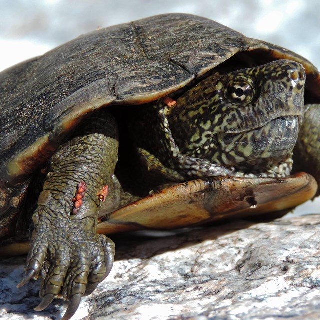 A picture of a Mud Turtle
