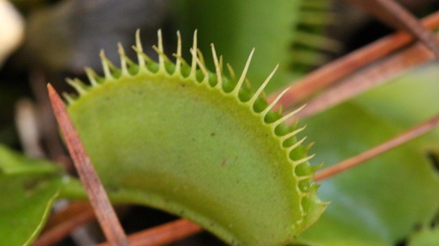 Venus Flytrap