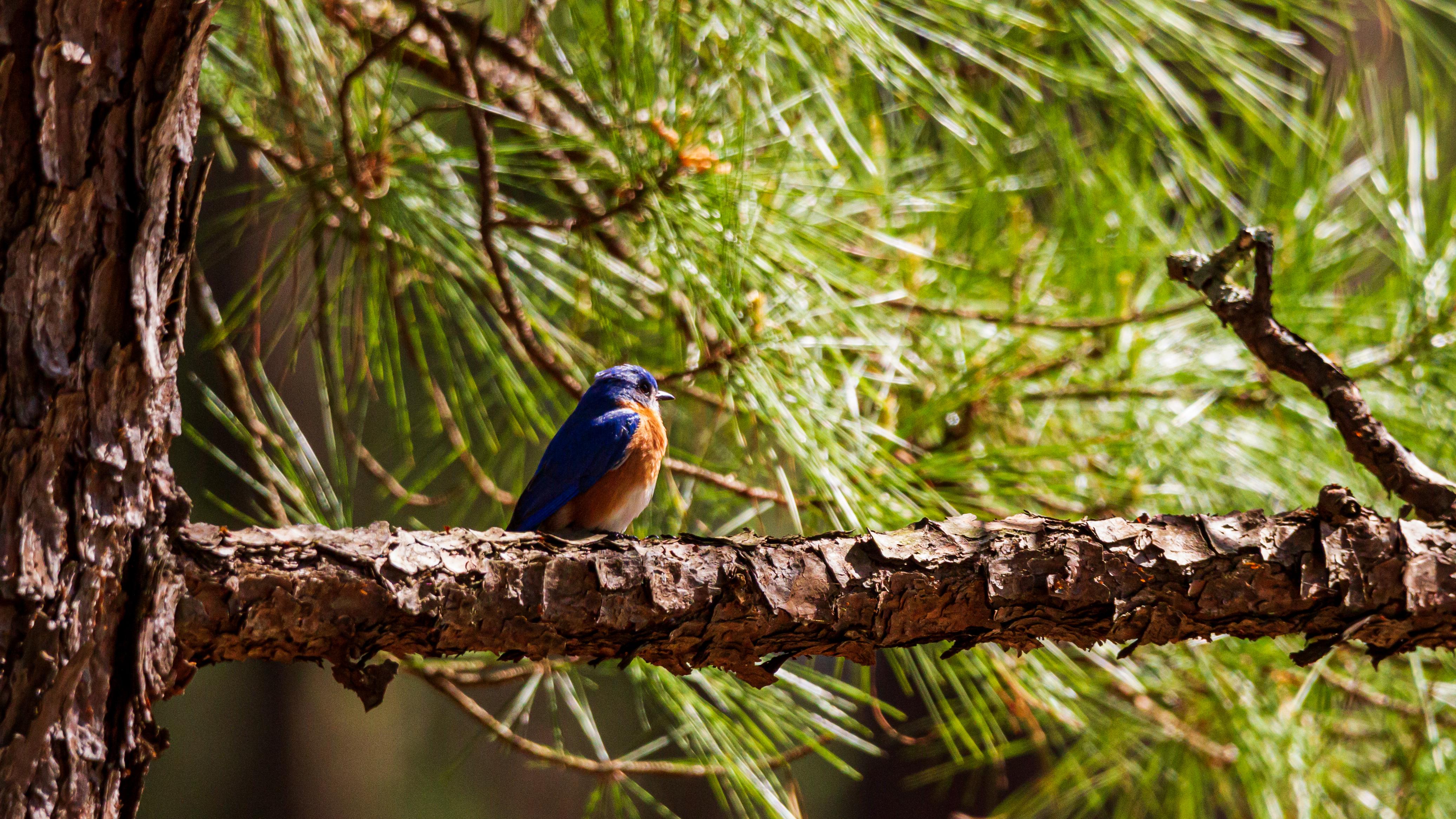 Bird sitting on top of a pine tree branch