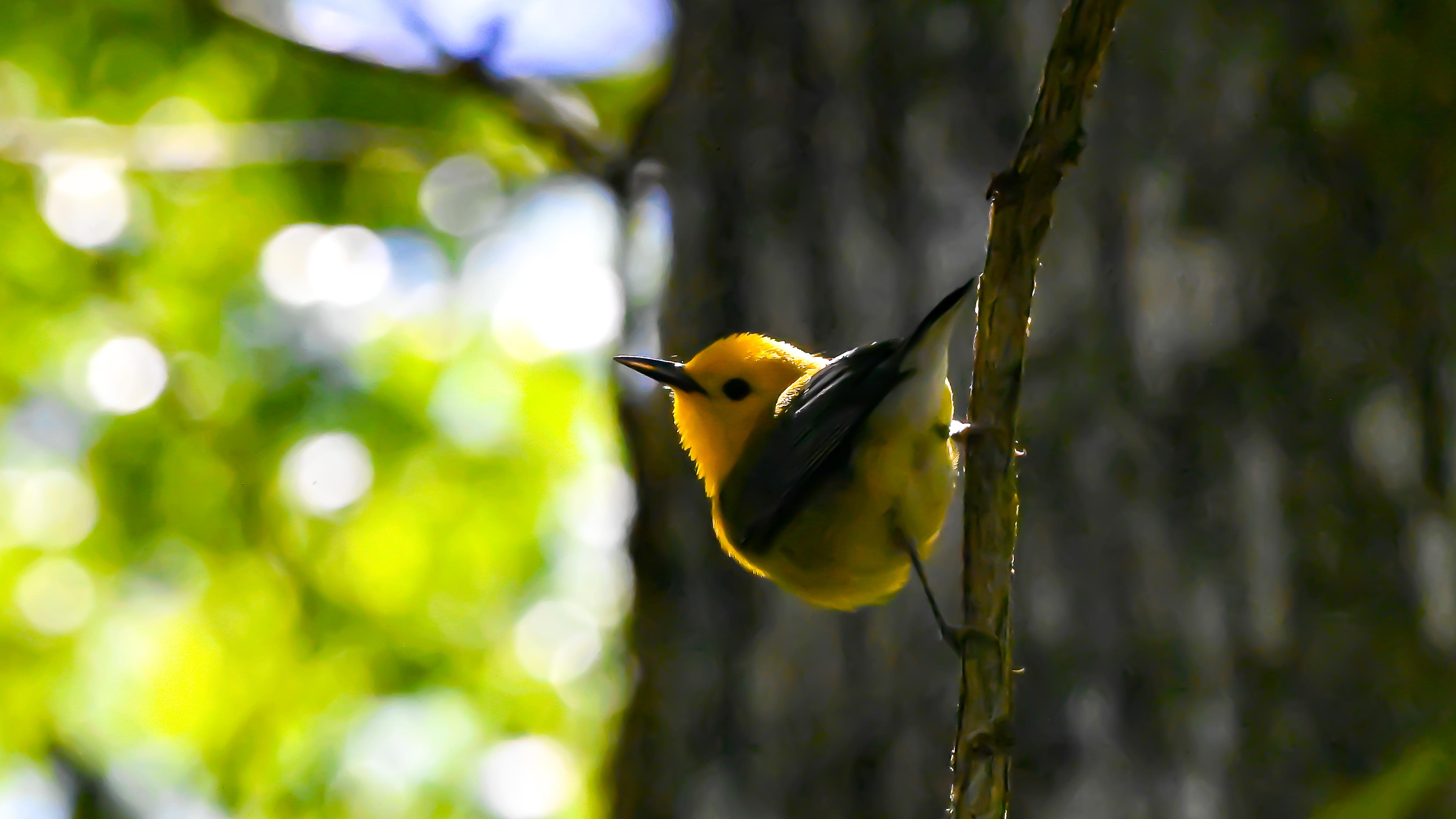 Prothonotary Warbler on a tree branch