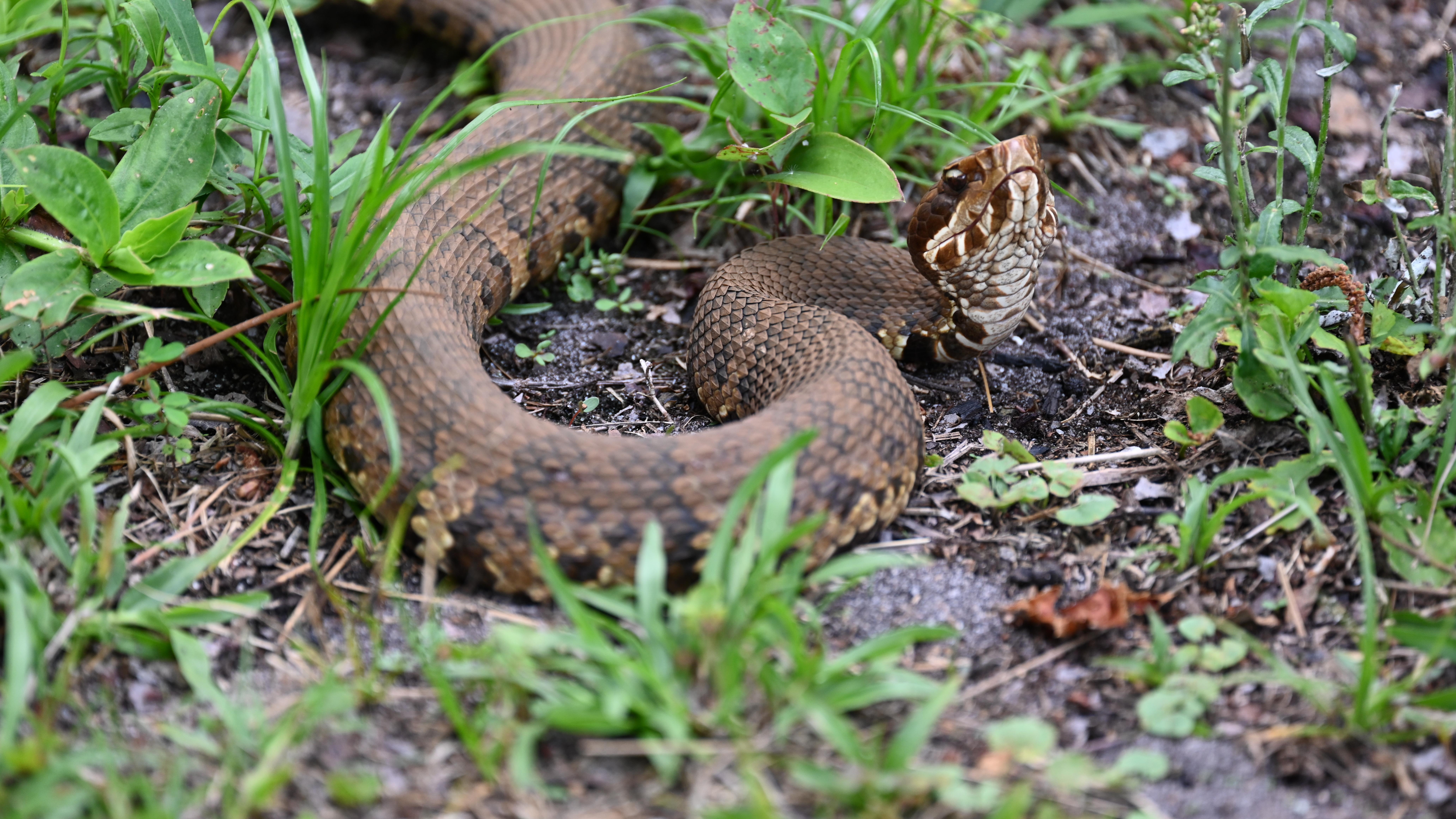 Cottonmouth Snake with mouth open