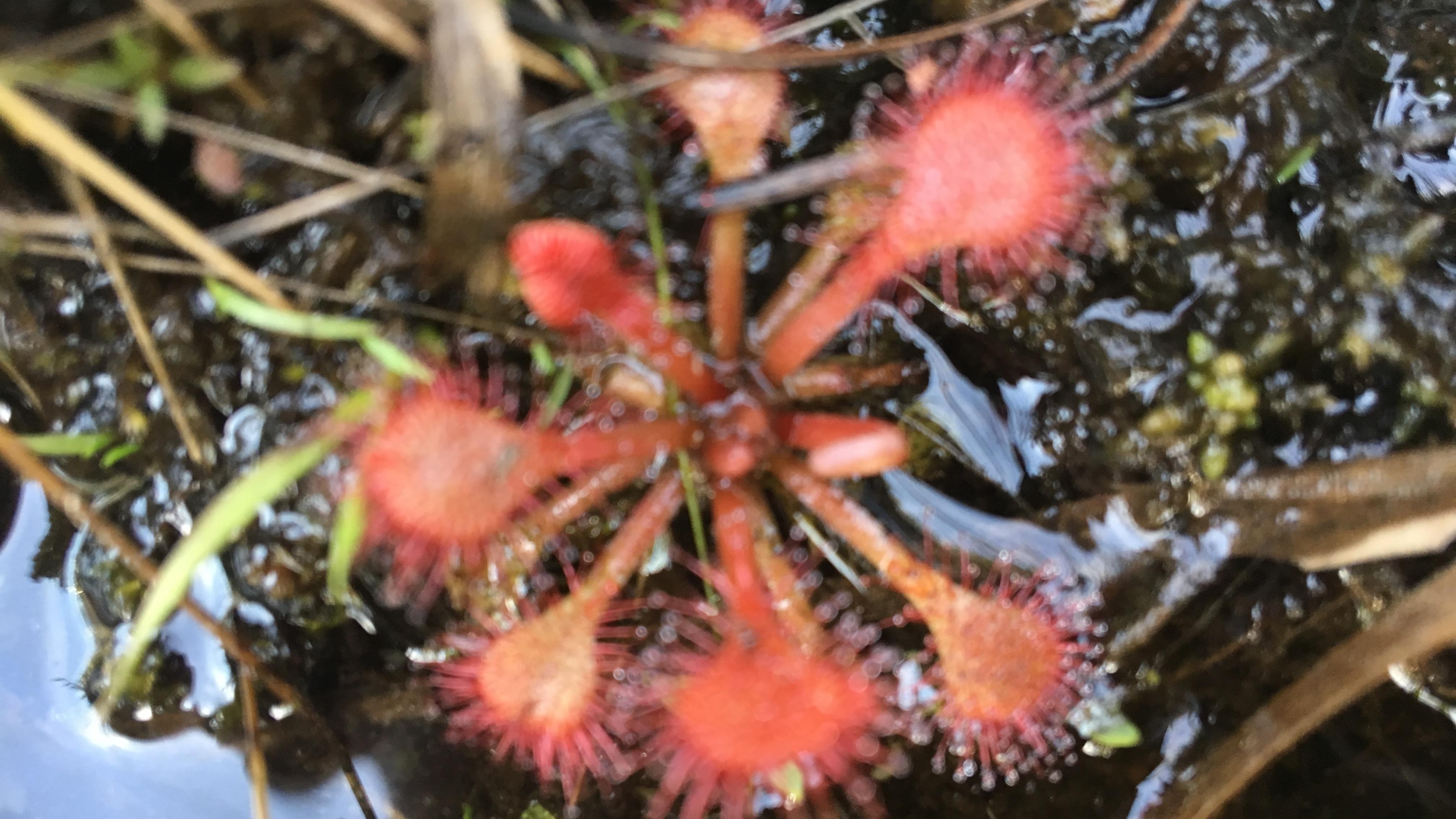 Group of Red Flowers sitting in grass