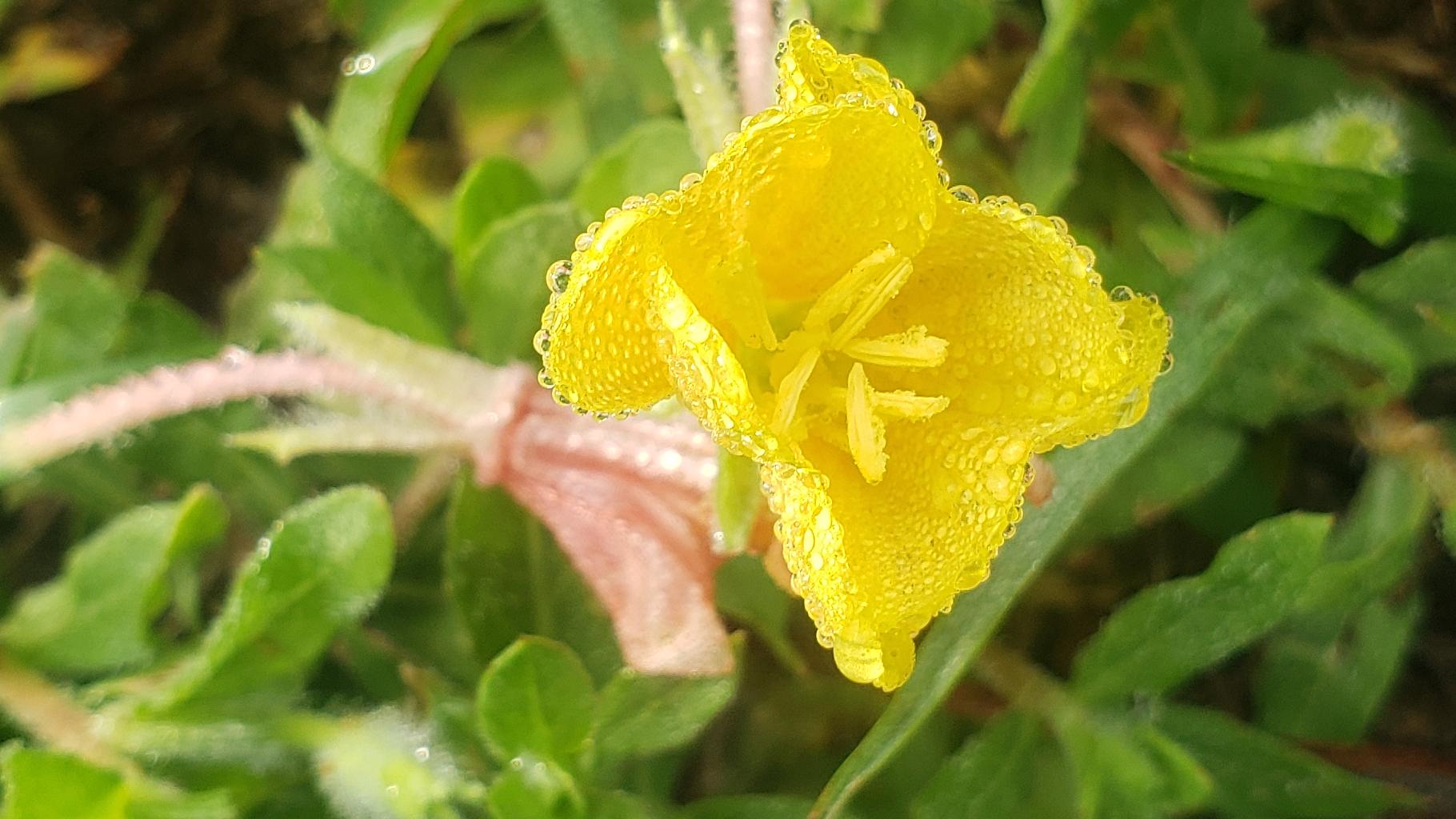 Sun Drop Flower