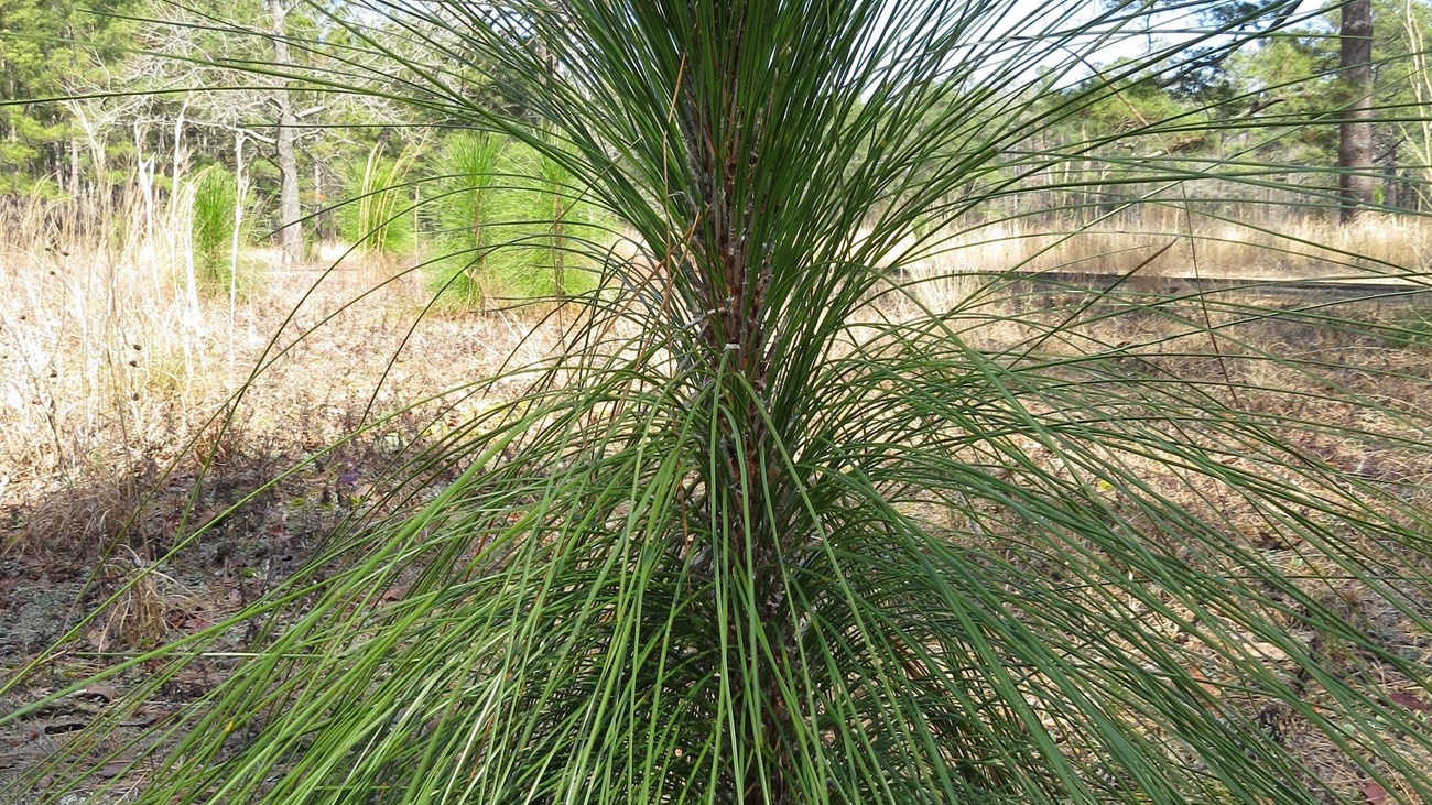 Gullah Geechee 