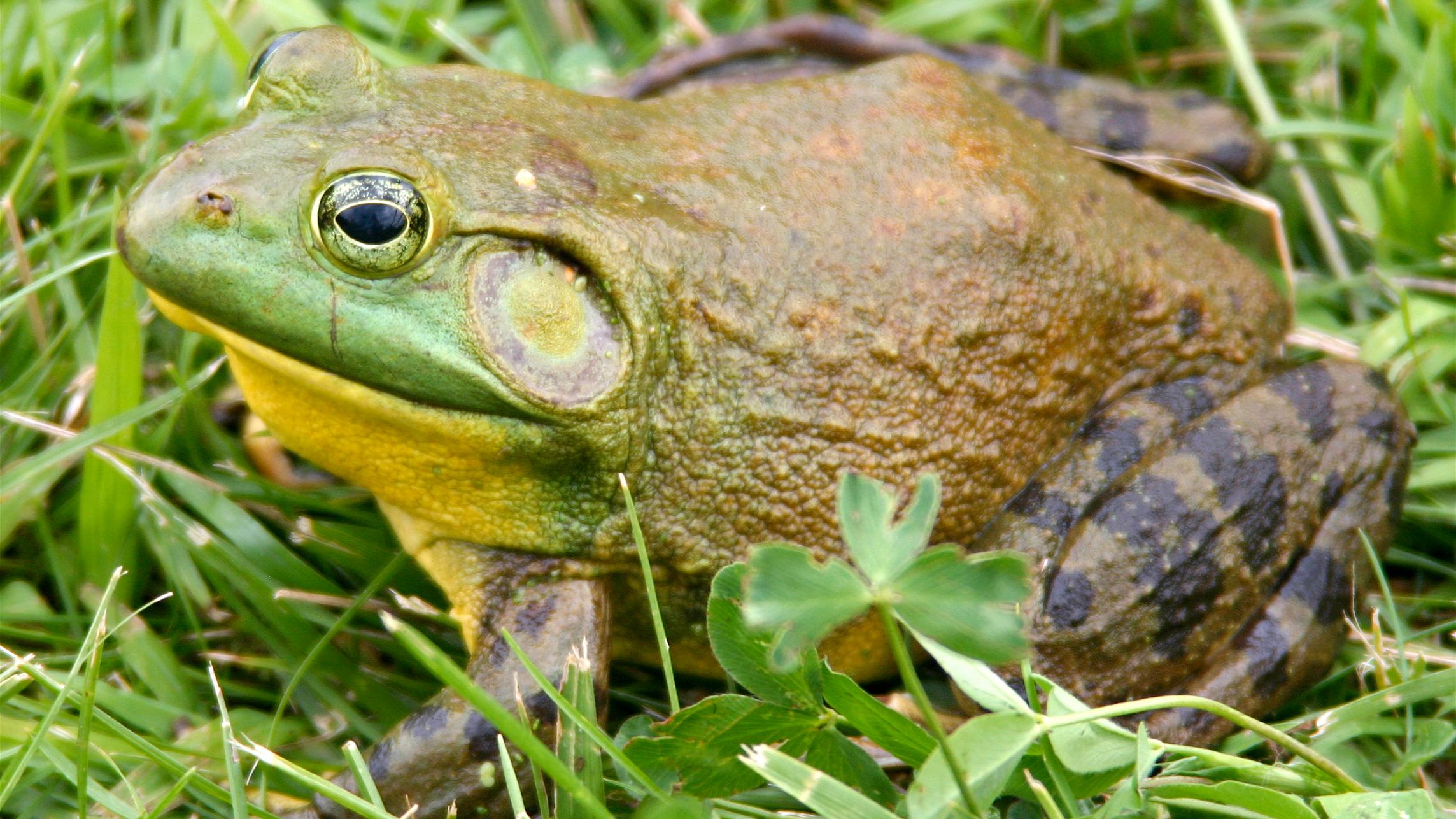 American bullfrog