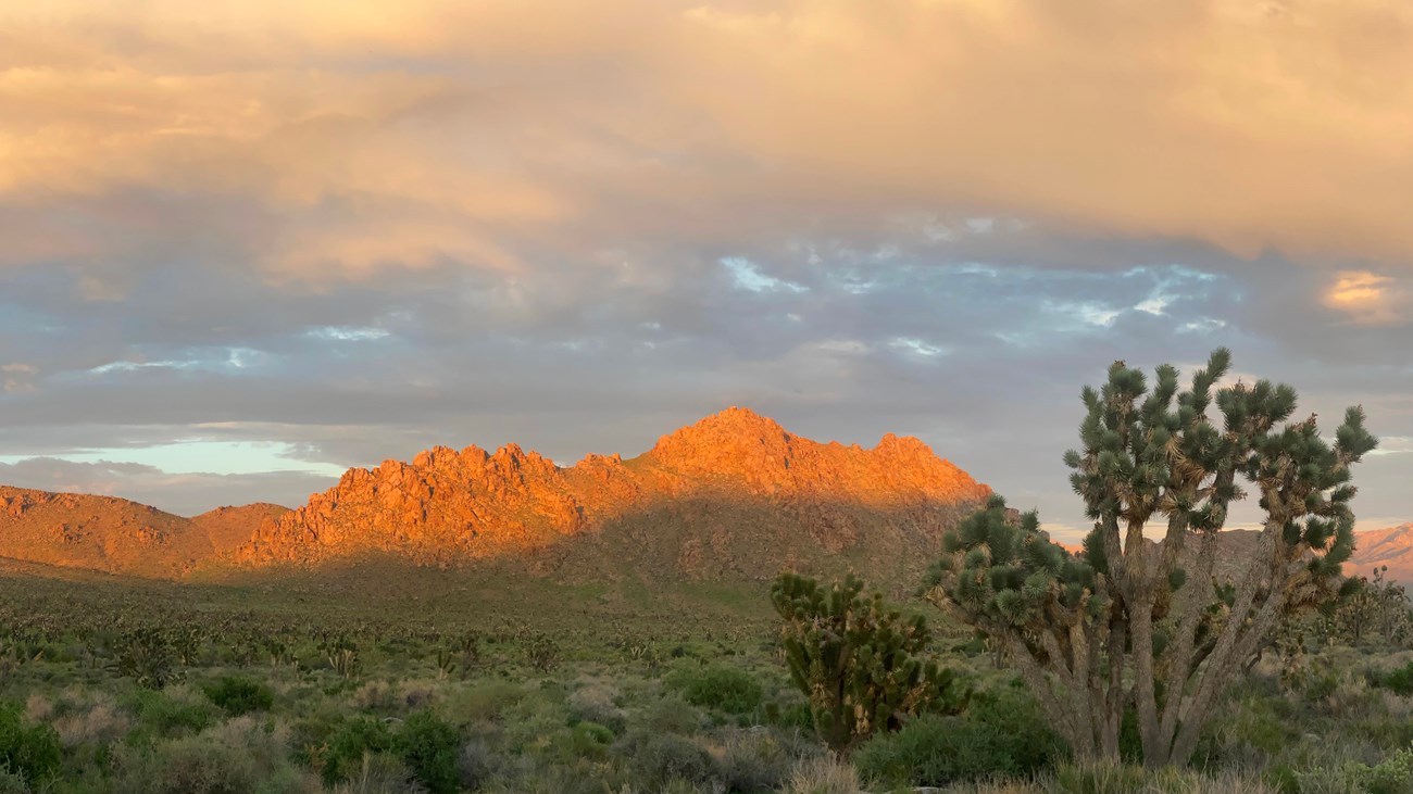 Sunset in Mojave Desert with mountains and Joshua Trees