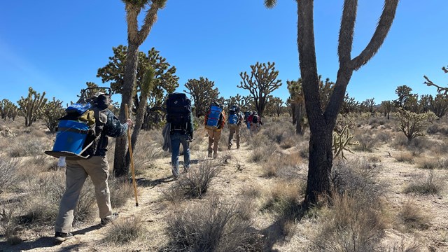 A group of volunteers hike into the desert carrying buckets with Joshua Tree plants in them
