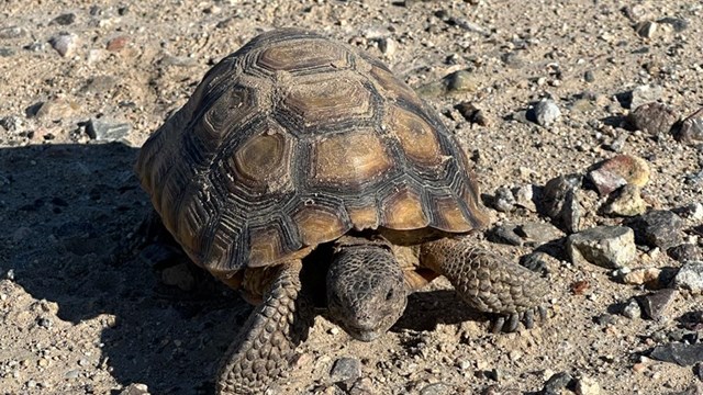  Tortoise with text. Celebrate Tortoise Week October 7th and 8th at Mojave.