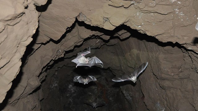 bats flying in a mine