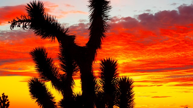 A Joshua tree at sunset