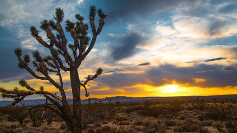 A Joshua Tree is silhouetted against a colorful sunset sky