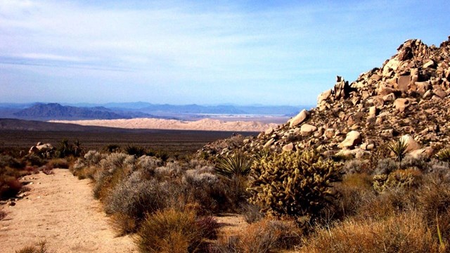 Desert Creosote and Rocky Mound in foreground.  Kelso dunes and mountains in background.