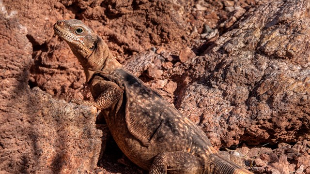 a chuckwalla sits on a ledge